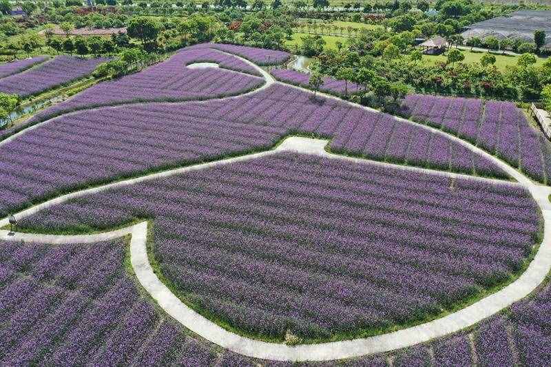 薰衣草花海盛开，上海青浦寻梦园景区“正是一年好风景”……