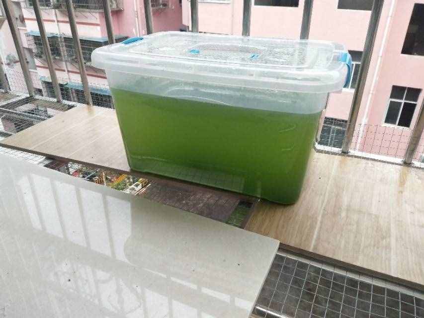 养水蚤干货！绿水和水蚤的低成本培养方法，以及作用和关联。