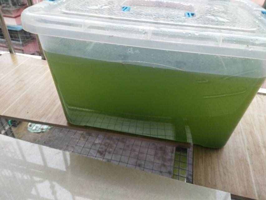 养水蚤干货！绿水和水蚤的低成本培养方法，以及作用和关联。