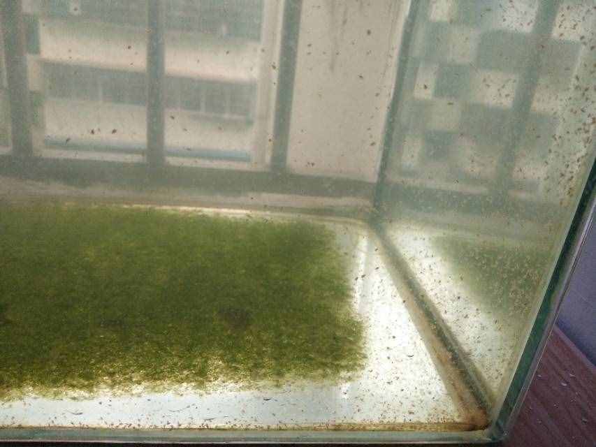 养水蚤干货！绿水和水蚤的低成本培养方法，以及作用和关联。