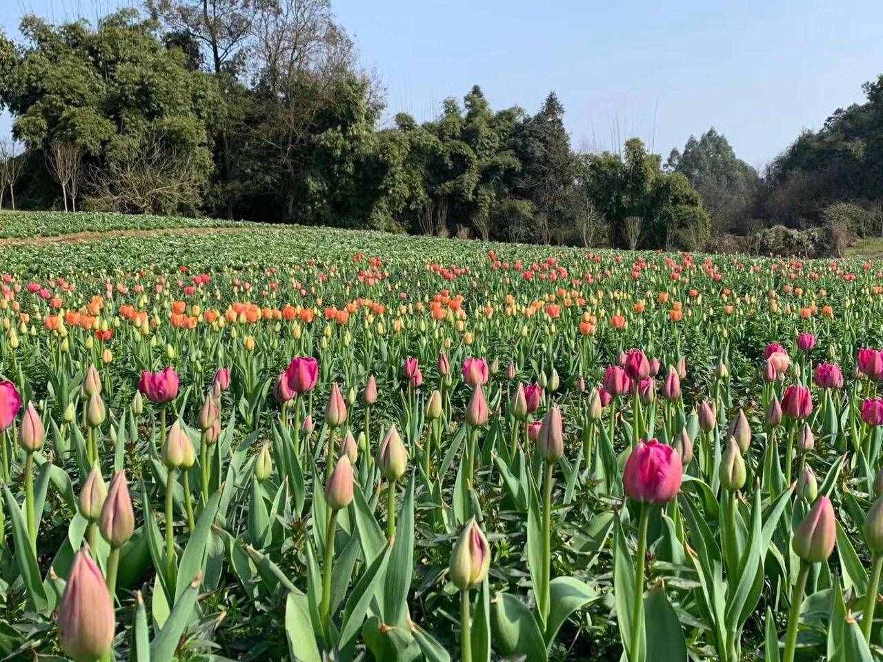 石象湖景区3月1日起有序开放，门票5折优惠，每日限客3000人