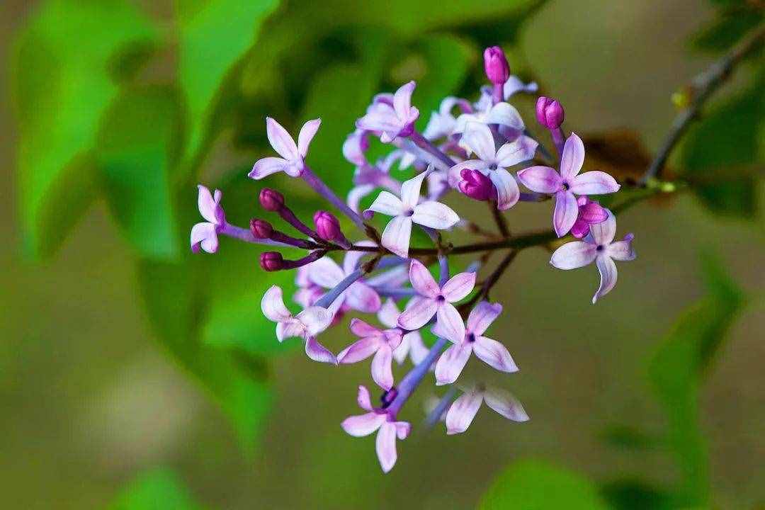 养一盆小家碧玉的丁香花，清秀淡雅，着实惹人怜惜！