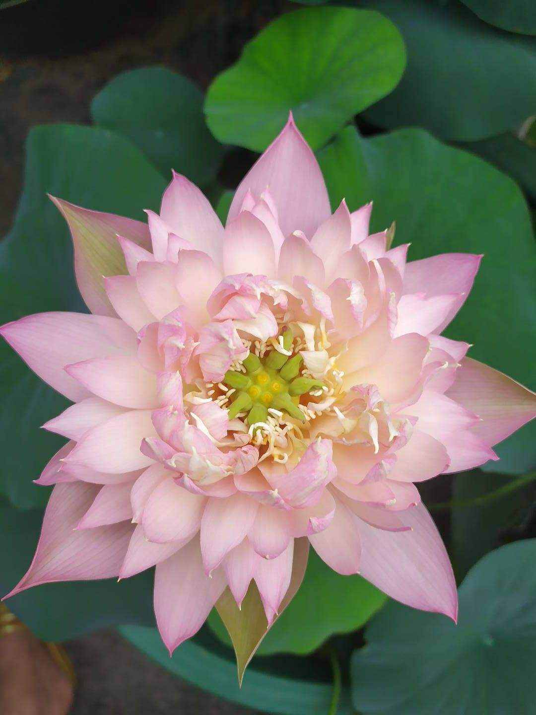 每个月都有不同花神，你出生的月份是什么花？