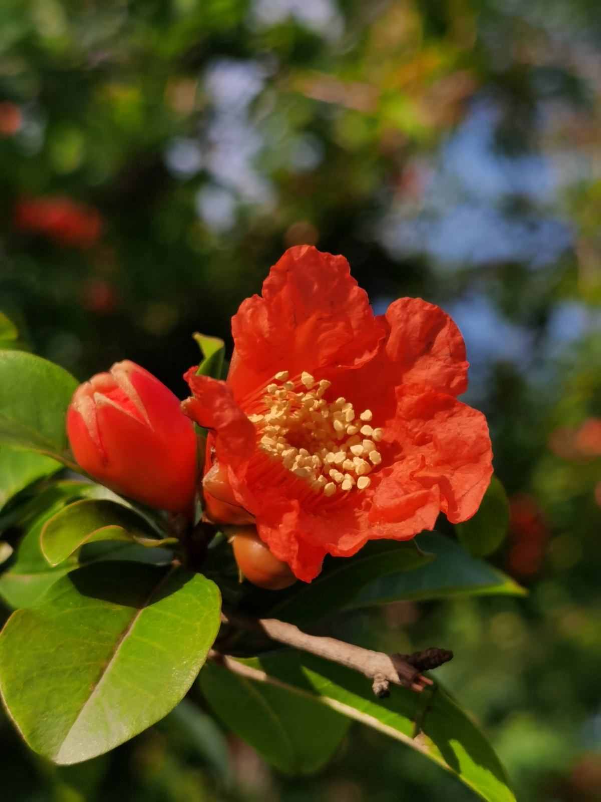 每个月都有不同花神，你出生的月份是什么花？