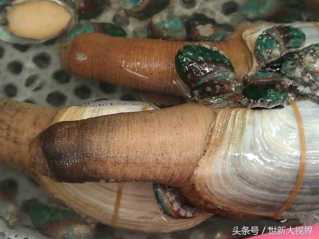 30公分80元一公斤象拔蚌上市 由于太贵需求少被迫和鲍鱼挤在一起