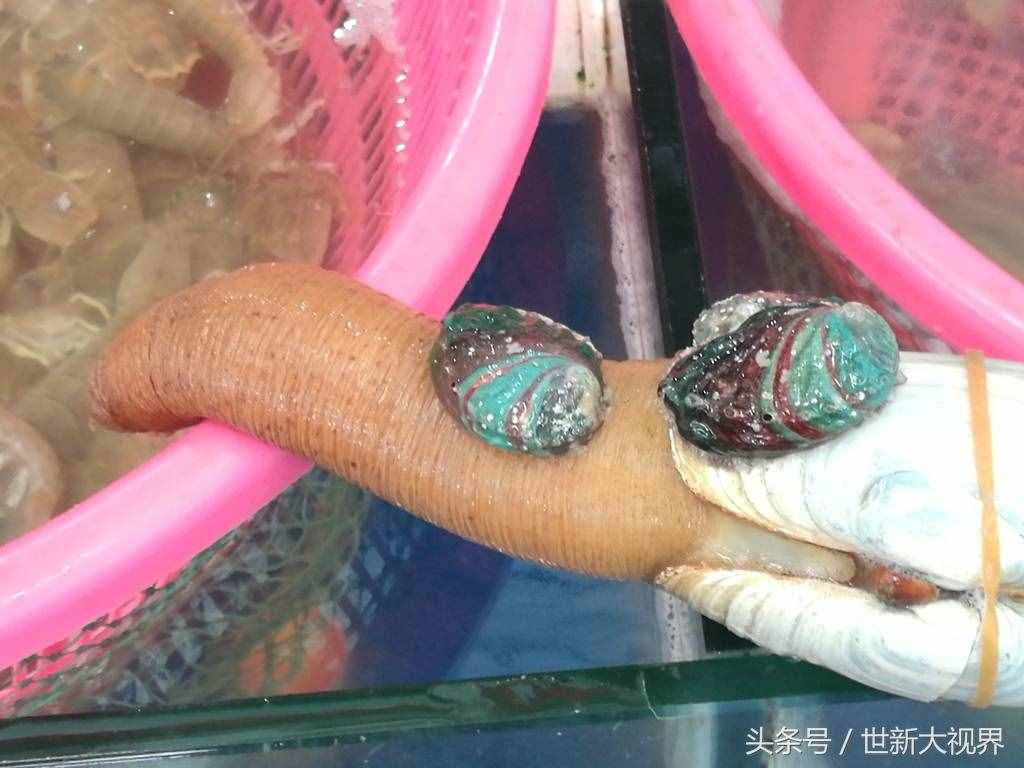 30公分80元一公斤象拔蚌上市 由于太贵需求少被迫和鲍鱼挤在一起