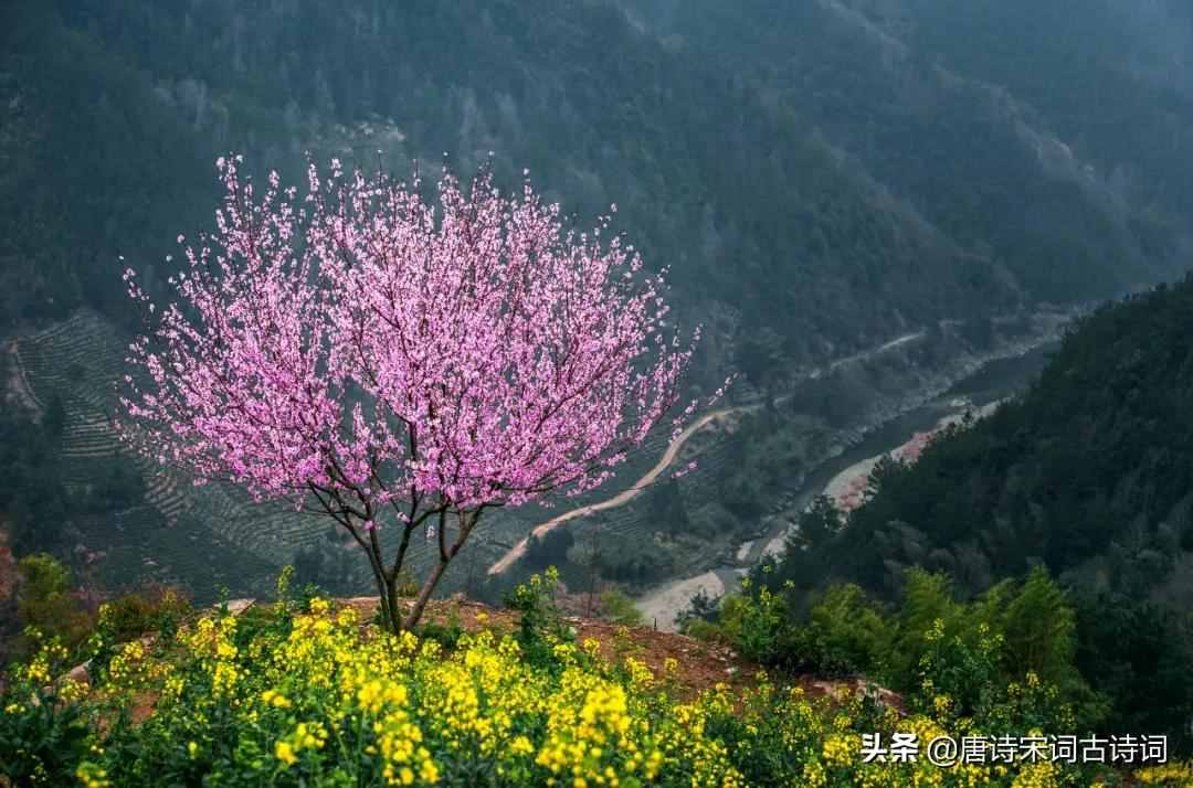 万籁此俱寂，但余钟磬音