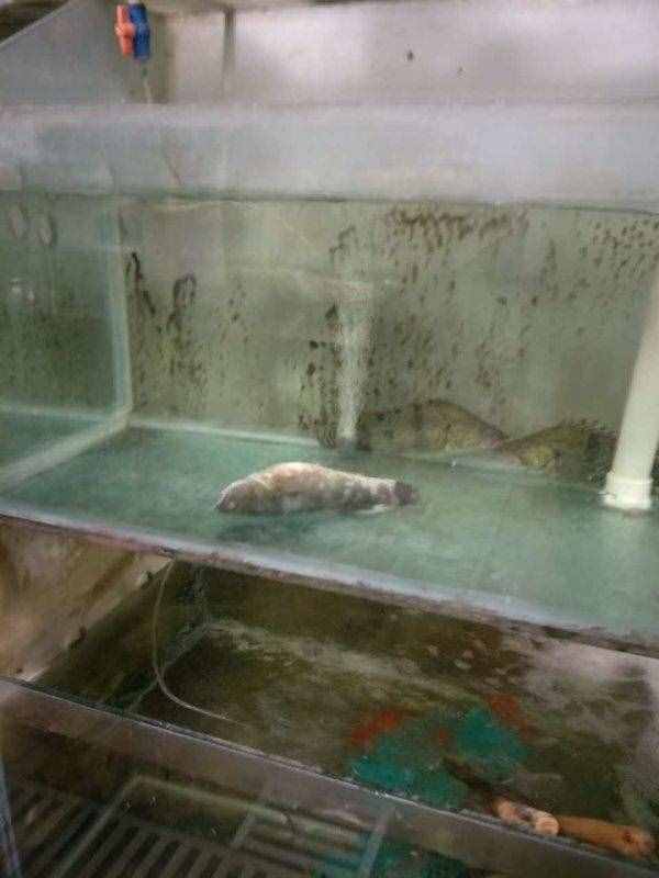 俏江南后厨再曝黑幕：老鼠屎遍布，死蟑螂卧餐盘三天无人处理