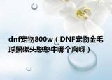 dnf宠物800w（DNF宠物金毛球黑碳头憨憨牛哪个爽呀）