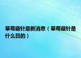 草莓藏针最新消息（草莓藏针是什么目的）