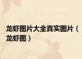 龙虾图片大全真实图片（龙虾图）