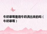 牛奶草莓是用牛奶浇出来的吗（牛奶草莓）