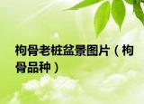 枸骨老桩盆景图片（枸骨品种）