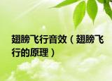 翅膀飞行音效（翅膀飞行的原理）