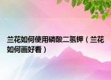 兰花如何使用磷酸二氢钾（兰花如何画好看）
