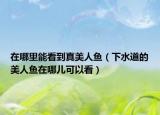 在哪里能看到真美人鱼（下水道的美人鱼在哪儿可以看）