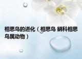 相思鸟的进化（相思鸟 鹟科相思鸟属动物）