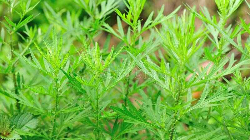 小扇引微凉，悠悠夏日长。四首古诗词，带你走入古时的端午佳节