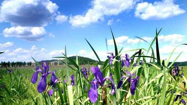小扇引微凉，悠悠夏日长。四首古诗词，带你走入古时的端午佳节