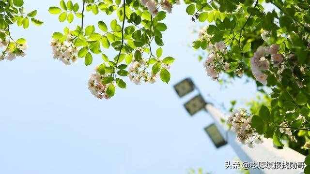 什么是提前批？批次提前有何特殊意义？搞这么复杂，原因都在这