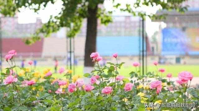 什么是提前批？批次提前有何特殊意义？搞这么复杂，原因都在这