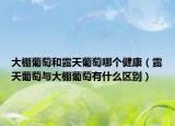 大棚葡萄和露天葡萄哪个健康（露天葡萄与大棚葡萄有什么区别）