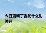 今日更新丁香花什么时候开
