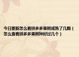 今日更新怎么看拼多多果树成熟了几颗（怎么查看拼多多果树种好过几个）