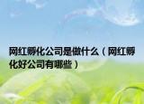网红孵化公司是做什么（网红孵化好公司有哪些）