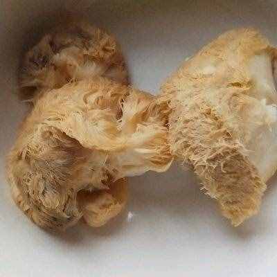 别怪我没告诉你，炒猴头菇这么做最好吃