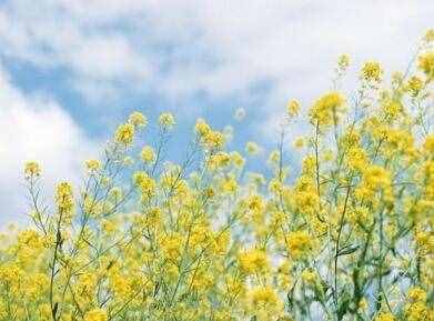 抒情散文欣赏《我在春天里等你》