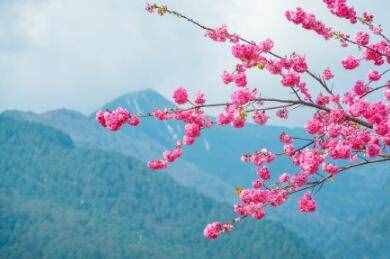 抒情散文欣赏《我在春天里等你》