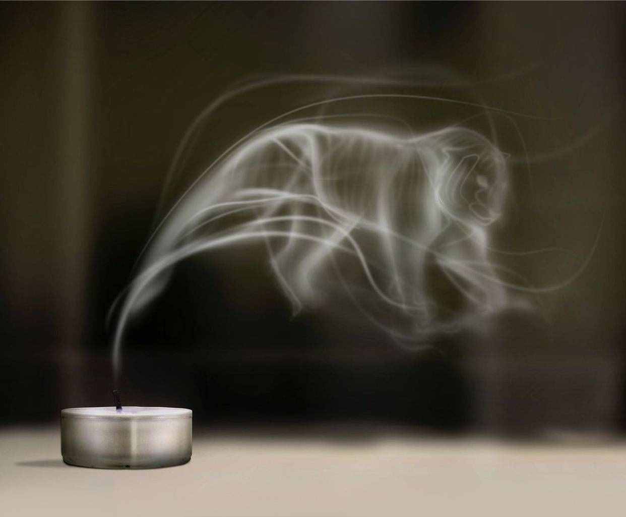 公益广告设计！保护动物！没有买卖就没有杀害