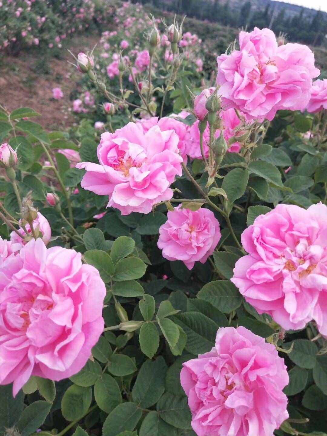 可以食用的玫瑰花，香气四溢，观赏价值高，还可盆栽，你值得拥有