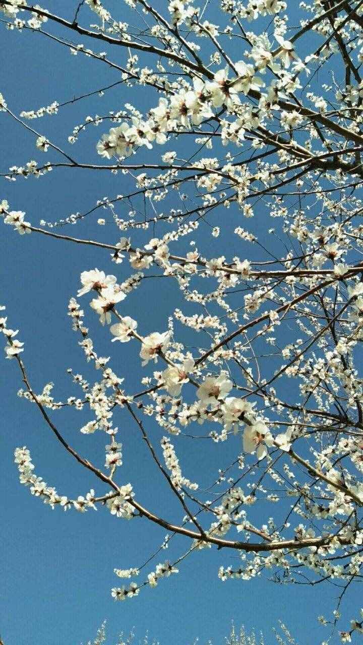 诗歌原创｜游糖城新湖所见 白花簇簇天蓝蓝 微风习习掀柳帘