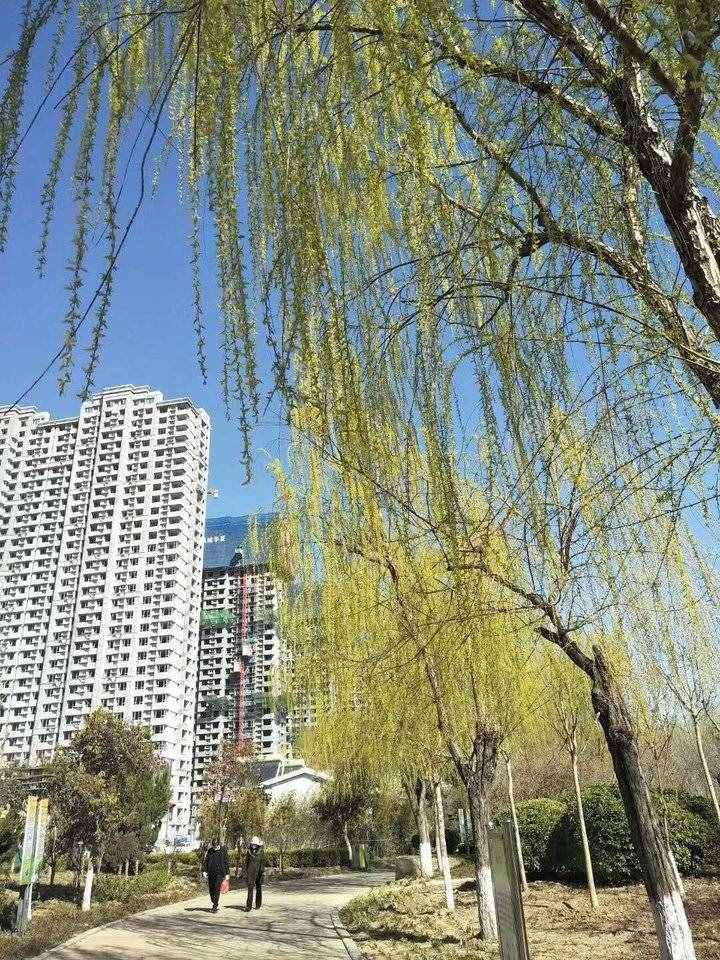 诗歌原创｜游糖城新湖所见 白花簇簇天蓝蓝 微风习习掀柳帘