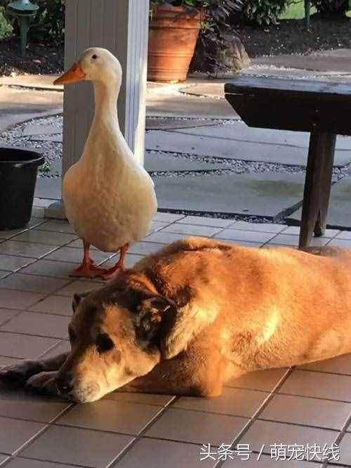 鸭子不要脸非要搭讪高冷忠犬，结果意外反转了……