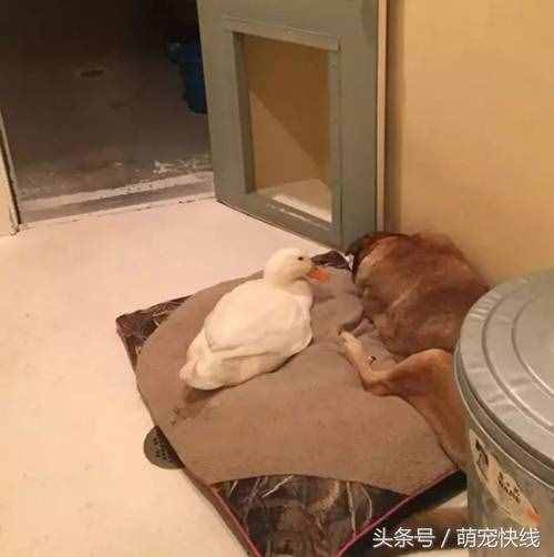 鸭子不要脸非要搭讪高冷忠犬，结果意外反转了……