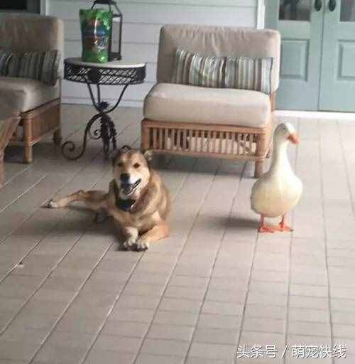 鸭子不要脸非要搭讪高冷忠犬，结果意外反转了……