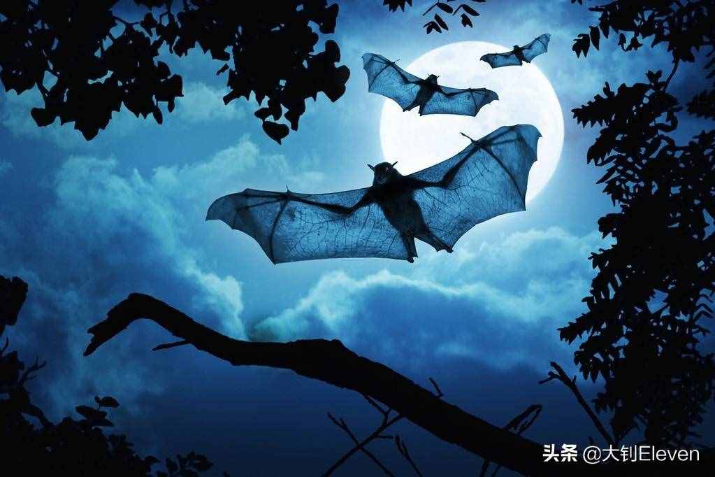 为什么蝙蝠心跳每分钟1000次，携带上百种病毒却能活40岁？
