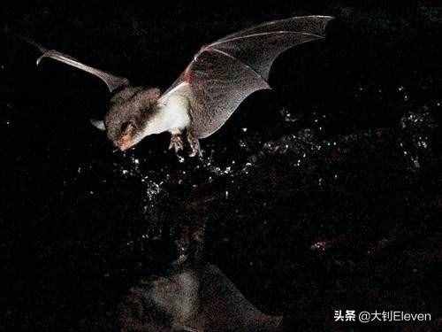 为什么蝙蝠心跳每分钟1000次，携带上百种病毒却能活40岁？