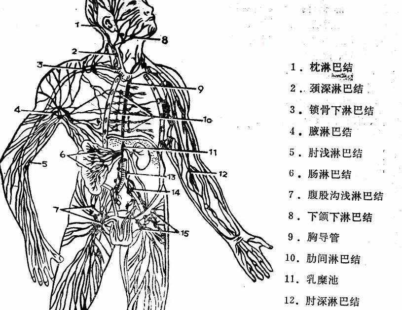 脖子上的“小肿块”——淋巴结肿大怎么办？