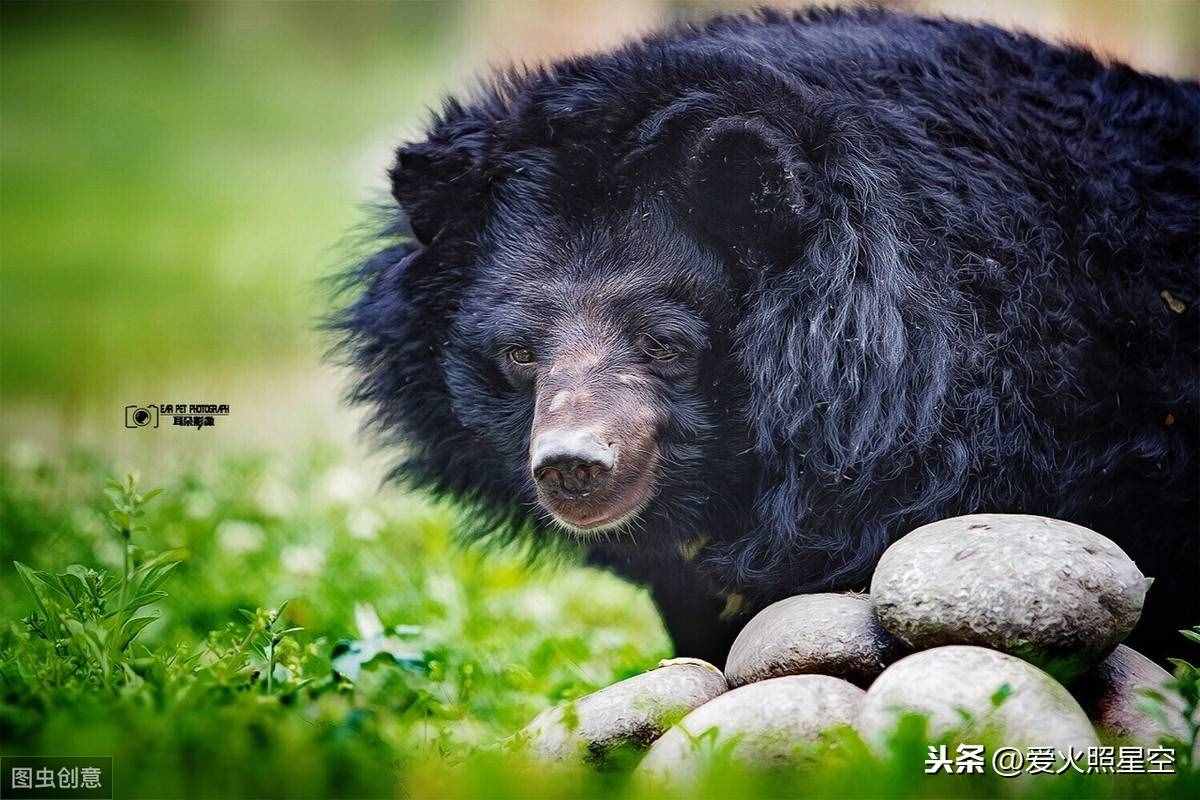 中药百科--熊胆
