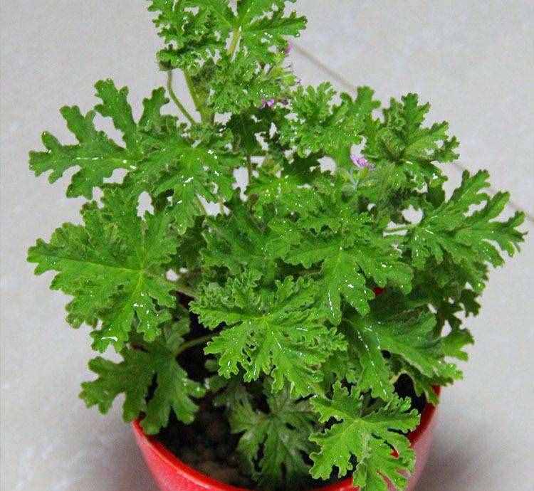 “天然驱蚊剂”驱蚊草怎么养？掌握3细节，翠绿茂盛