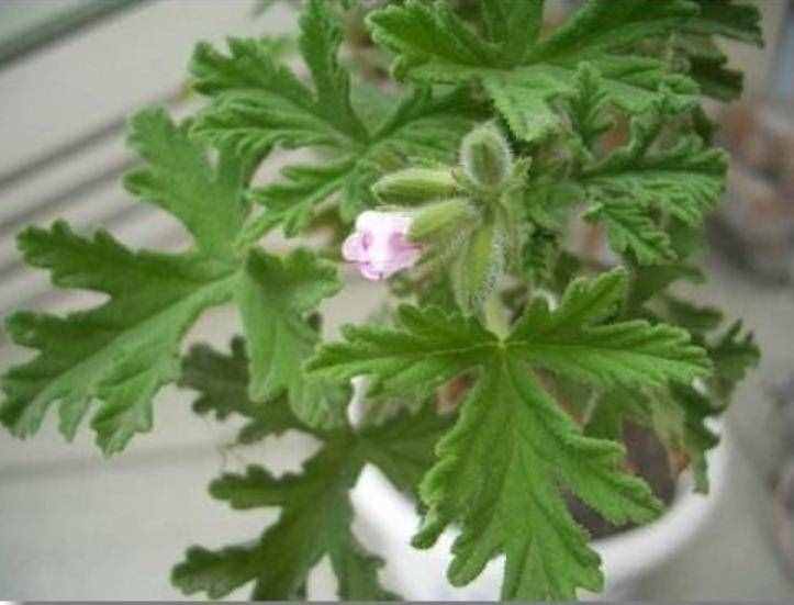 “天然驱蚊剂”驱蚊草怎么养？掌握3细节，翠绿茂盛