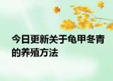 今日更新关于龟甲冬青的养殖方法