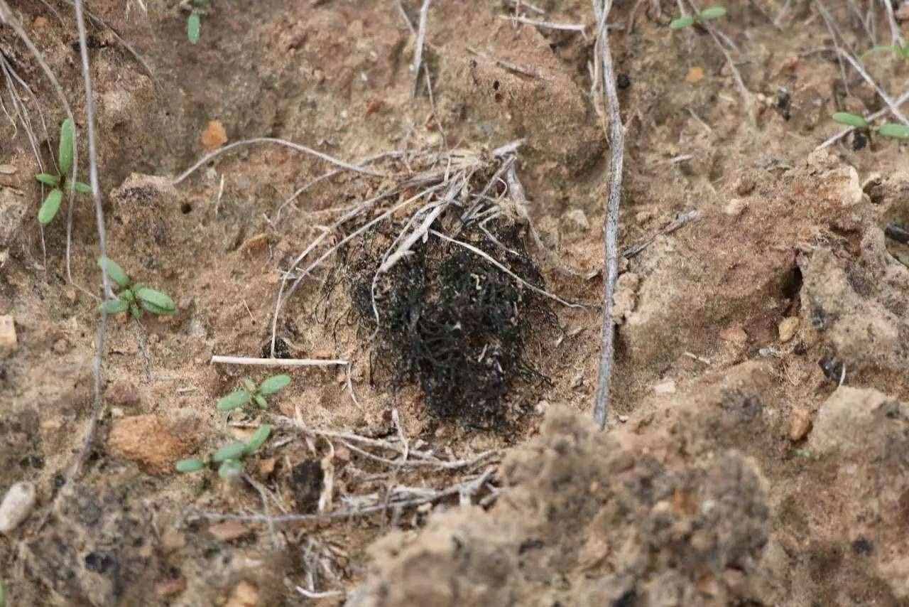 明明不是植物的发菜，为什么会被列为一级保护植物？