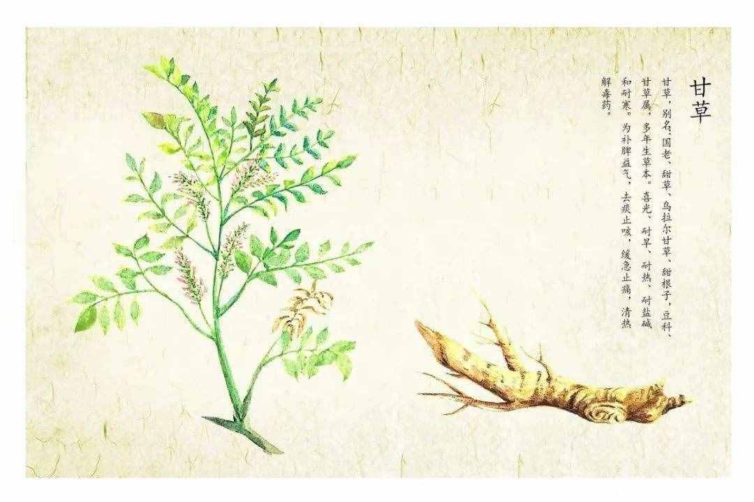 明明不是植物的发菜，为什么会被列为一级保护植物？