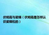伏明霞与梁锦（伏明霞是怎样认识梁锦松的）