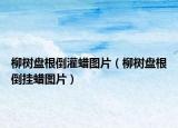柳树盘根倒灌蜡图片（柳树盘根倒挂蜡图片）